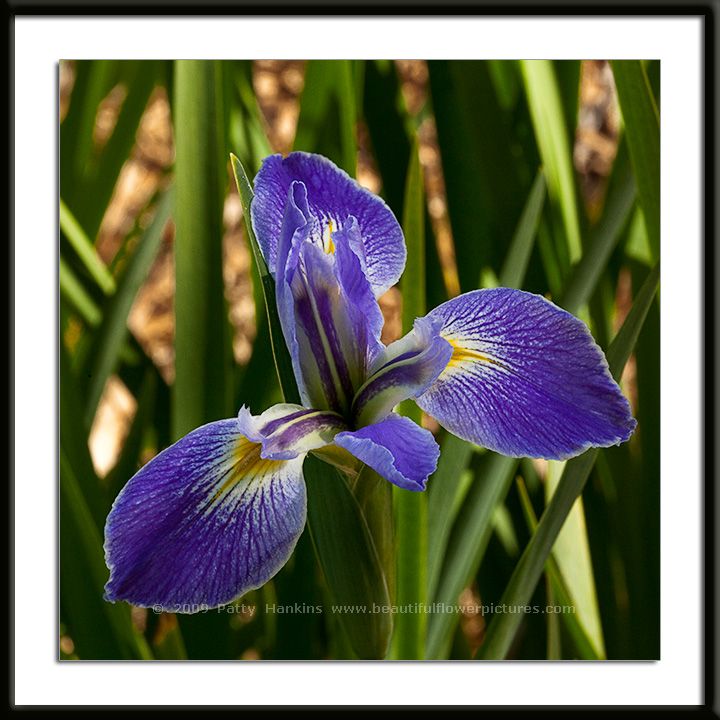 Blue Flag Iris