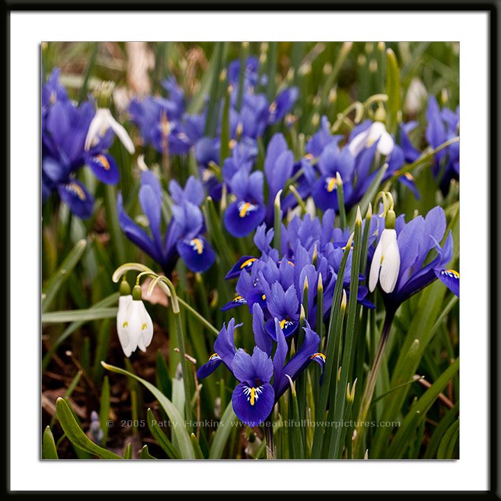 Harmony Dwarf Iris and Snowdrops Photo