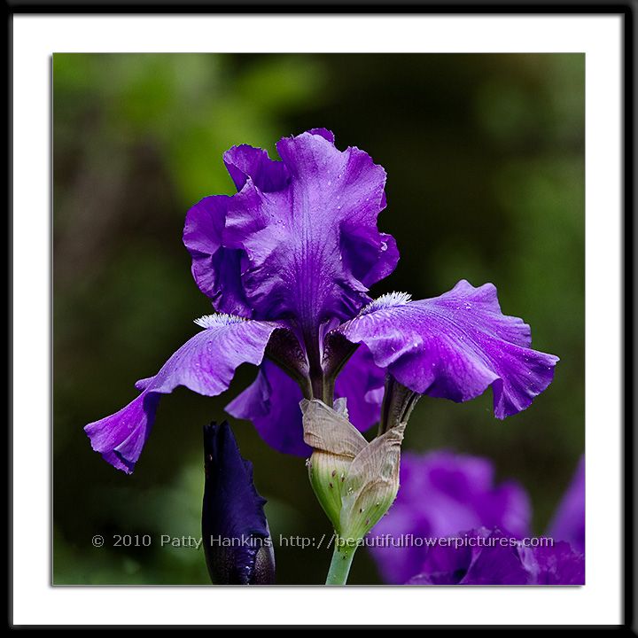 Grape Adventure iris