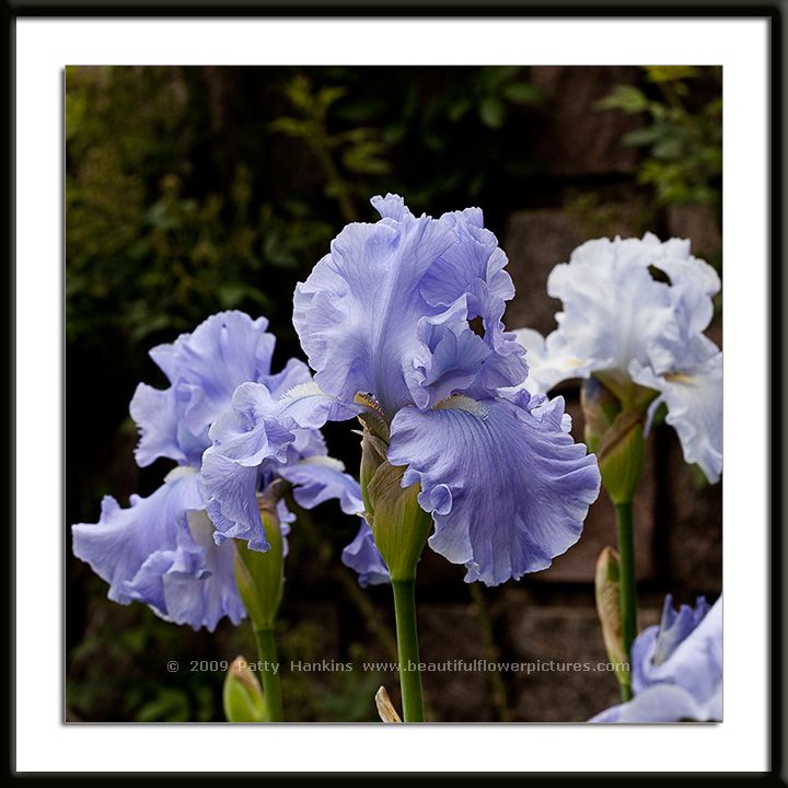 Monet's Blue Bearded Iris Photo