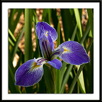 BLue Flag Iris Photo
