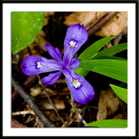 Crested Dwarf Iris Photo