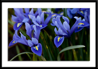 Harmony Dwarf Irises