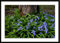 Crested Dwarf Iris and Star Chickweed Photo
