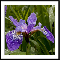 Southern Blue Flag Iris Photo