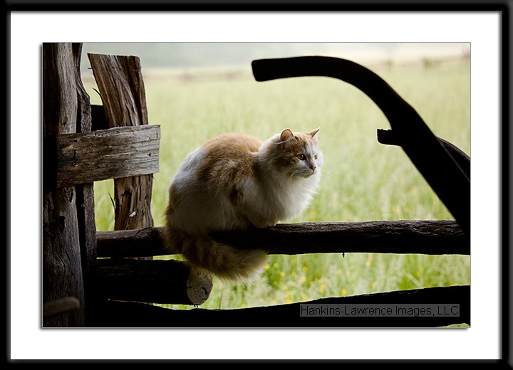 Barn Cat on a fence