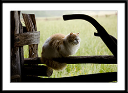 barn cat on a fence