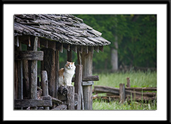 SMoky Mountain Barn Cat