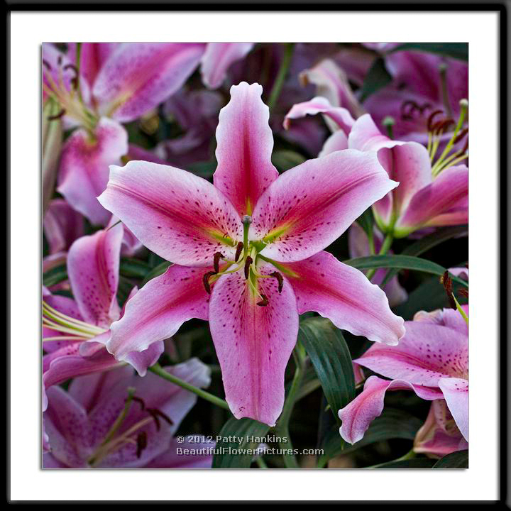 Chili Lily