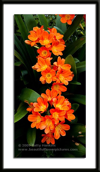 Orange Flame Lily Photo