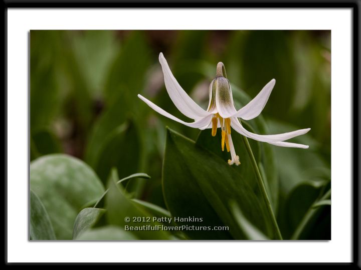 White Trout Lily