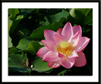 Lotus Blossom Photo