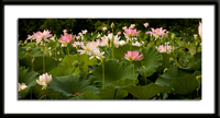 Lotus Pond Photo