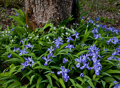 Crested Dwarf Iris & Star Chickweed