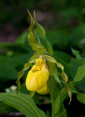 Yellow lady's Slipper