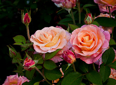 Day Breaker Roses