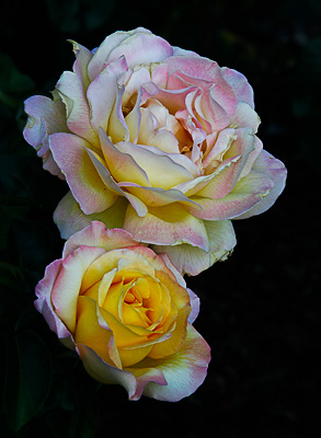 Two Peace Roses