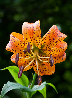 Turk's Cap Lily