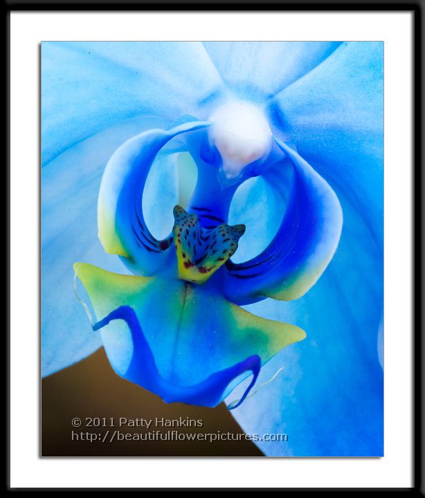 Center of a Blue Mystique Orchid