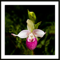 Cardinale Orchid Photo