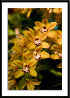 Goldenrod Orchid Photo
