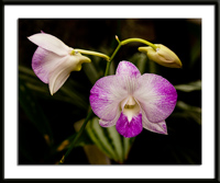 Hawaii Orchid Photo