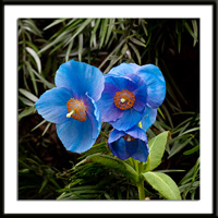 Blue Poppies Photo