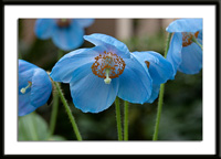 Blue Poppies Photo