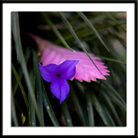 Pink Quill Bromeliad Photo