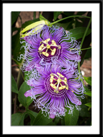 Pair of Passion Flowers