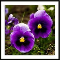 Purple Pansies Photo