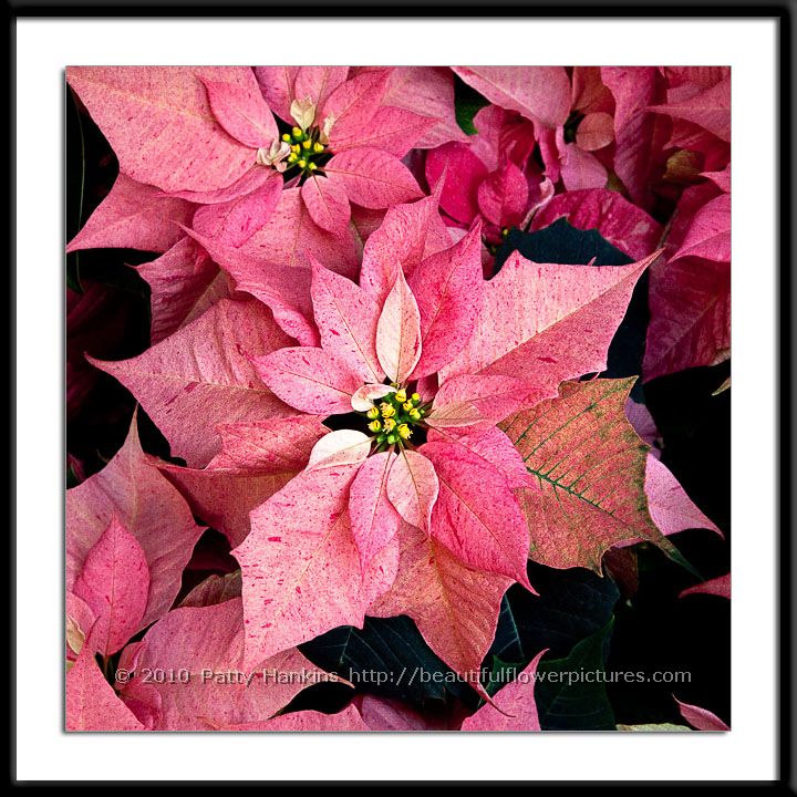 DaVinci Poinsettia