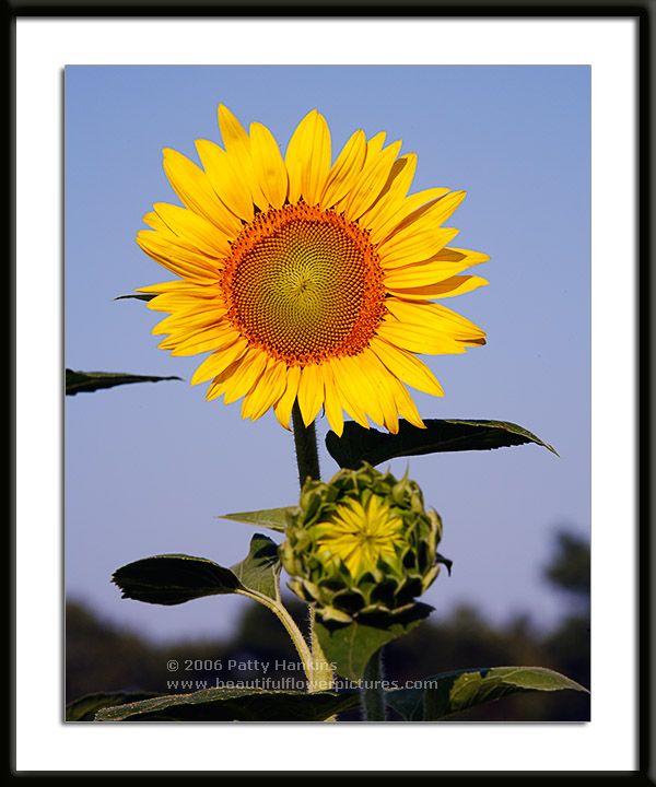 Sunflower Photo