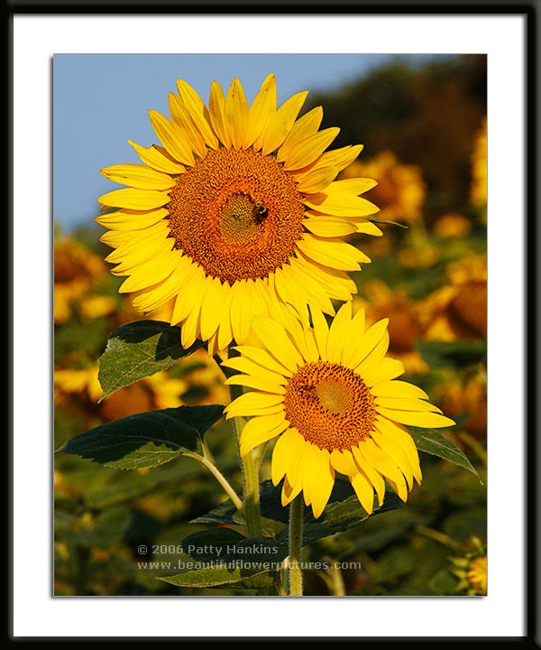 Two Sunflowers Photo