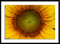 Center of a sunflower