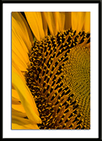 Center of Sunflower Photo