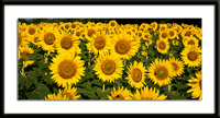 Field of Sunflowers Photo