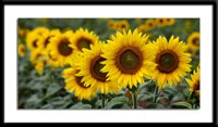 Sunflowers all in a row