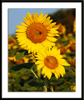 Two Sunflower Photo