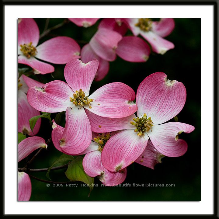 Pink Dogwood Blossoms Photo