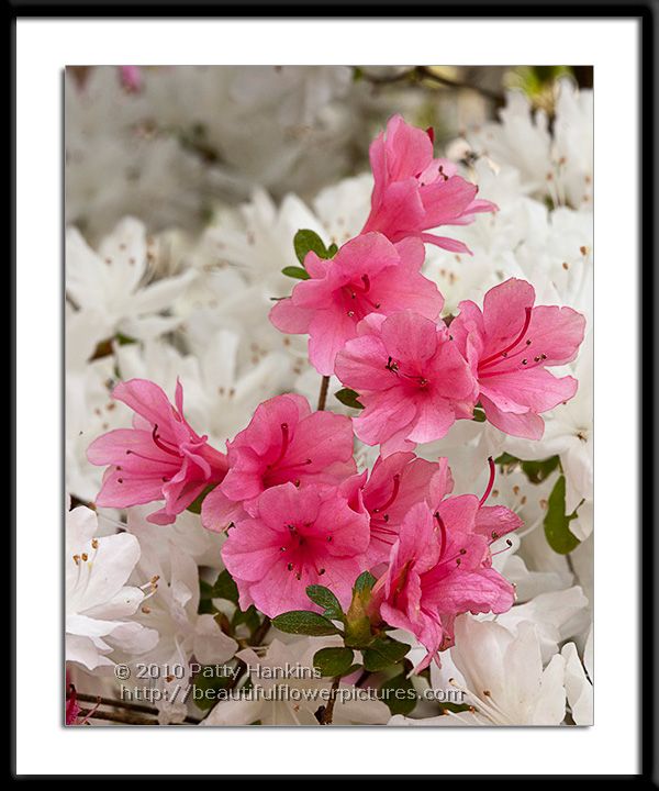 Pink and White Azaleas photo