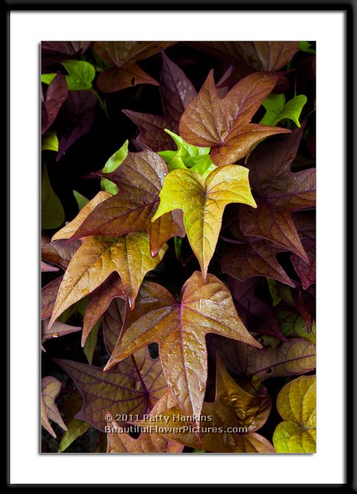 Leaves of a sweet potato vine