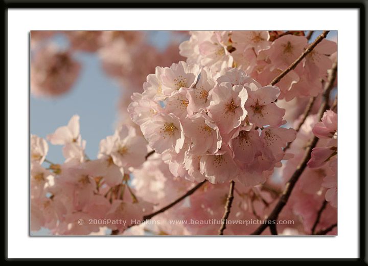 Yoshino Cherry Blossoms