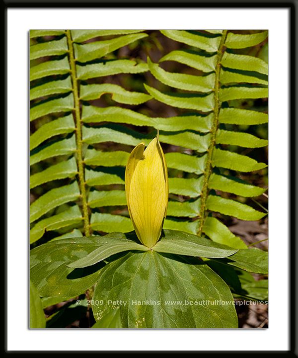 Yellow Trillium with Ferns Photo