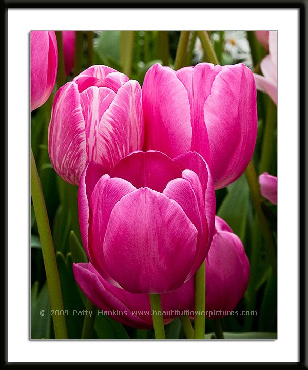 Trio of Pink Tulips Photo