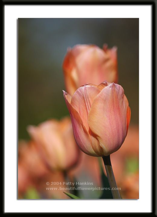 Salmon Pearl Tulips