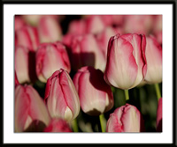 Pink and White Tulips Photo
