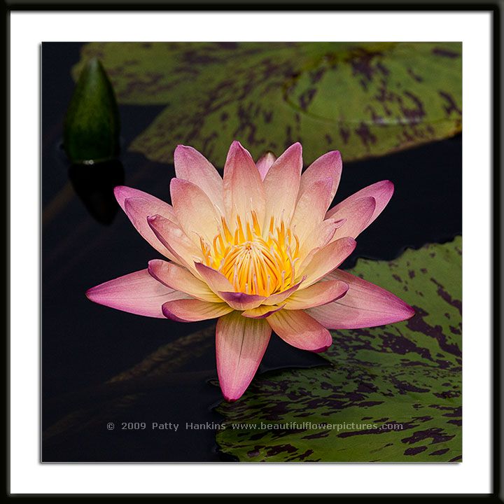June Allision Water LIly