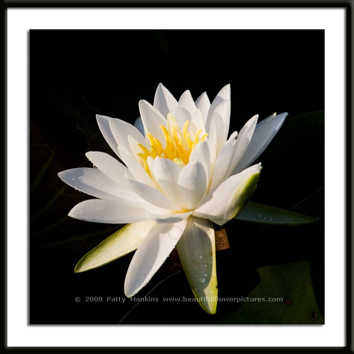 Water Lily