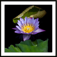 Panama Pacific Water Lily Photo